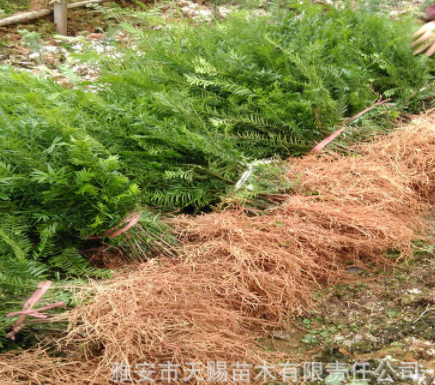 四川南方紅豆杉小苗美國(guó)曼地亞紅豆杉樹苗雅安苗木基地批發(fā)