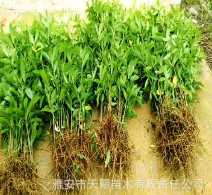 金絲楠木樹苗雅楠苗二葉楠苗楨楠楠木地苗批發(fā)基地