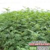 基地出售黃欒樹8-12公分欒樹各種規格、樹形優美價格低、歡迎訂購