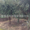 大量供應(yīng)紅豆杉樹 紅豆杉苗高檔綠化工程樹苗年宵名貴樹種庭院樹