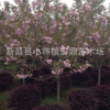 批發(fā) 櫻花 櫻花樹 櫻花苗 風(fēng)景樹種類 綠化樹苗 園林景觀8cm