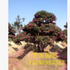 批發(fā)造型茶梅 園藝造型庭院樹