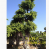 批發(fā)大型綠化樹小葉榕 園藝造型庭院樹