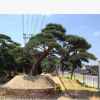 批發(fā)造型黑松 園藝造型庭院樹