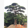 批發造型羅漢松 園藝造型庭院樹