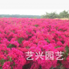 供應批發各種三角梅 各種綠化球苗