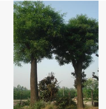 大量供應(yīng)移植 原生大皂角20-60公分大皂角樹(shù)