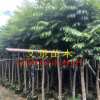 普寧揭陽仁面子基地 園林景觀市政樹人面子產(chǎn)地直銷
