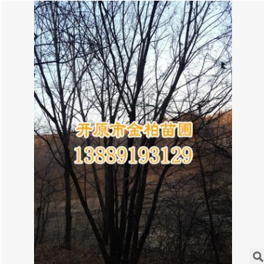 五角楓基地批發(fā) 園林行道樹 觀賞植物叢生五角楓 遼寧元寶楓價(jià)格