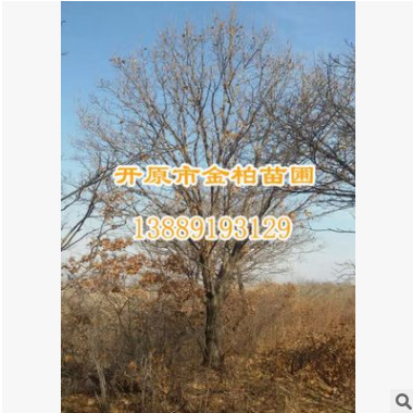 蒙古櫟批發(fā) 柞樹 遼東櫟胸徑10-30公分 精品叢生樹 行道庭蔭樹