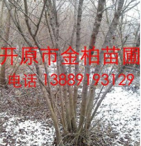 供應(yīng)東北精品 叢生茶條槭 叢生三角楓 綠化苗木 東北茶條槭價(jià)格