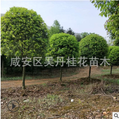 湖北金桂直銷精品桂花樹6－8－10－12公分桂花樹批發 八月桂價格