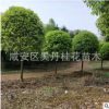 湖北金桂直銷精品桂花樹6－8－10－12公分桂花樹批發(fā) 八月桂價(jià)格