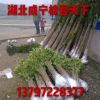 桂花樹30-180cm高金桂丹桂四季桂批發(fā) 8月桂花樹批發(fā)自產(chǎn)自銷