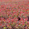 基地常年大量直銷紅葉石楠插扦苗紅葉石楠色塊苗