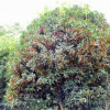 供應各種規格桂花樹 成活率高高品質桂花樹