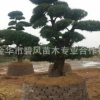 優(yōu)良羅漢松供應(yīng) 羅漢松 批發(fā)羅漢松 原生 羅漢松易存活