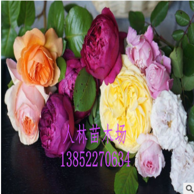 歐月，歐洲月季.藤本月季 薔薇.庭院爬藤，循環開花.品種齊全