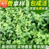 忍冬苗圃供應忍冬苗 從生忍冬 耐寒忍冬各種色塊用苗量大優(yōu)