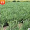 供應批發(fā)沙地柏 高20-100cm沙地柏 綠化工程基地防風固沙