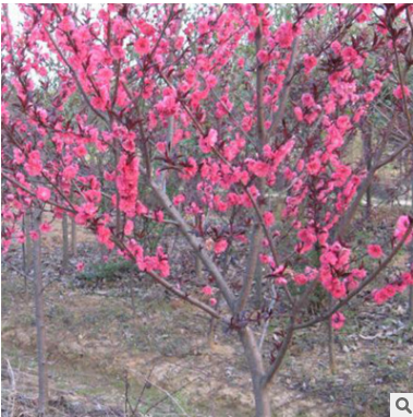 基地出售紅葉碧桃 園林綠化喬木紅葉碧桃 成活率高規格齊全