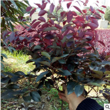 苗圃供應(yīng)紅繼木毛球1M 綠化工程苗木紅花繼木球 園林常綠灌木