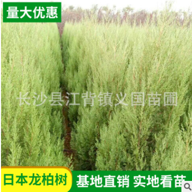 塔柏基地種植供應(yīng) 園林公路綠化苗木 四季常綠喬木塔柏龍柏樹