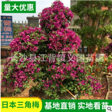 基地供應(yīng)三角梅 盆栽樁景三角梅 綠化觀賞造型三角梅批發(fā)