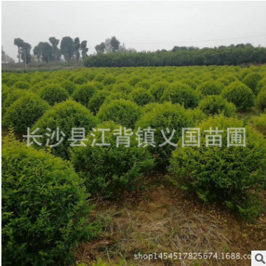 基地苗木供應(yīng)金冠汝貞 金葉女貞園林綠化植物 高存活率綠化樹