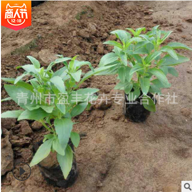 基地熱銷 優質草花花卉 藍花 鼠尾草 綠化苗木低價批發