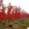 供應園林綠化樹 改良紅楓 十月光輝紅楓觀賞樹 價格從優