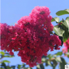 速生艷紅紫薇 觀賞樹 價格從優 可批發 供應園林綠化 紅花紫薇