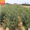 苗圃基地直銷花椒樹苗 大紅袍九葉青品種 適應性強耐干旱易成活