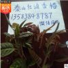 苗圃基地常年供應(yīng)可盆栽地栽優(yōu)質(zhì)紅油香椿 優(yōu)質(zhì)香椿苗根系發(fā)達(dá)