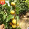 山東基地大量供應(yīng)凱特杏樹苗品種保證秋季種植明年結(jié)果