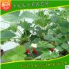 出售適合南北方種植的優(yōu)質(zhì)品種草莓苗 豐香草莓苗 簽訂合同出售