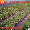 自家草莓苗種植基地出售抗旱抗寒優(yōu)質(zhì)品種草莓苗 保證質(zhì)量