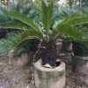 花場直銷綠化苗木高度25至120cm優質蘇鐵量大從優寵物及園藝園林