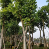 大量低價供應綠化苗木仁面子仁妙自家苗場種植銷售寵物及園藝園林