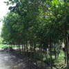 大量低價供應綠化苗木秋楓樹自家苗場種植銷售寵物及園藝園林
