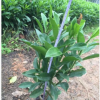 低價供應綠化苗木非洲茉莉花木農戶自家花場直銷寵物及園藝園林