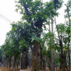 大量低價供應綠化苗木洋蒲桃自家苗場種植銷售寵物及園藝園林
