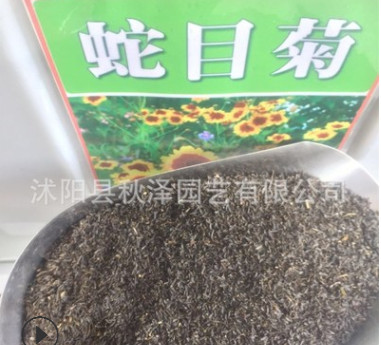 批發(fā)優(yōu)質(zhì)蛇目菊種子花卉蛇目菊花卉種子量大優(yōu)惠品質(zhì)保證