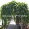 批發林木種子 紫藤花種子 藤蘿種子 爬藤花卉 當年新采 品種齊全