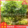 基地直銷海桐球小苗 庭院園林綠化苗木工程樹苗批發常青灌木地被