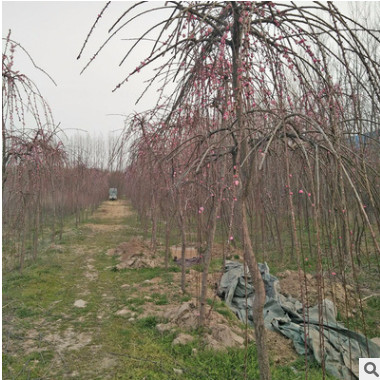 耐寒高干垂梅 梅花樹(shù)苗 紅梅小苗 廠(chǎng)家直銷(xiāo) 多種規(guī)格 量大從優(yōu)