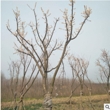 觀(guān)賞植物 梅花苗 耐旱垂枝梅 路邊觀(guān)賞花型植物 庭院花卉基地直銷(xiāo)