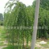 基地批發垂枝梅 垂梅樹苗 園林庭院觀賞型植物品質保證包成活