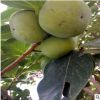 大量批發(fā)1公分磨盤柿柿子苗 磨盤柿柿子苗種植時(shí)間