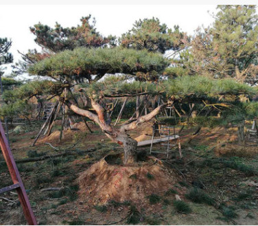 長(zhǎng)期供應(yīng)泰山景松 景觀造型 泰山風(fēng)景松 山東苗圃基地直銷供應(yīng)